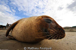 Arthur, still chilling out by Mathieu Foulquié 
